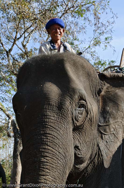 image of Se Pian elephant mahout