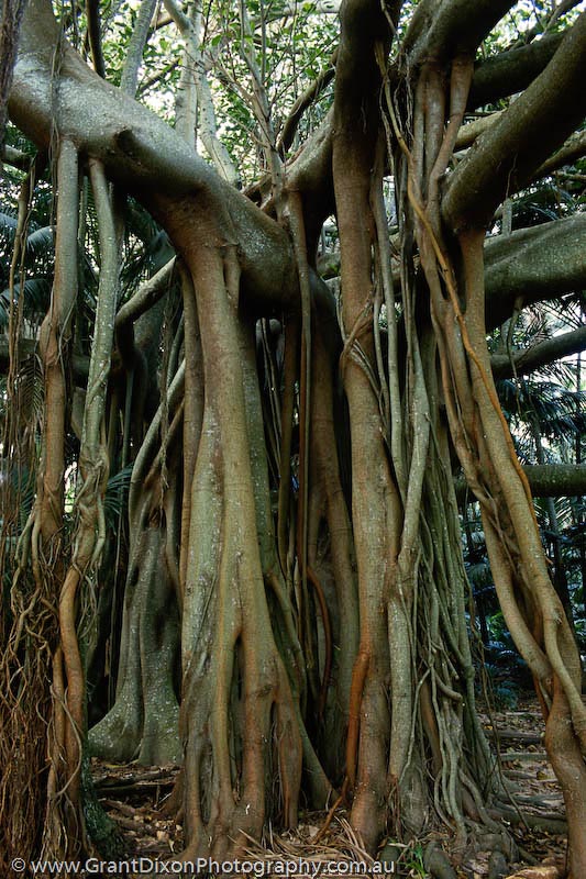 image of Lord Howe Banyon roots
