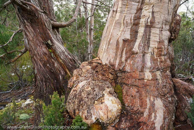image of Eucalypt & Pencil Pine