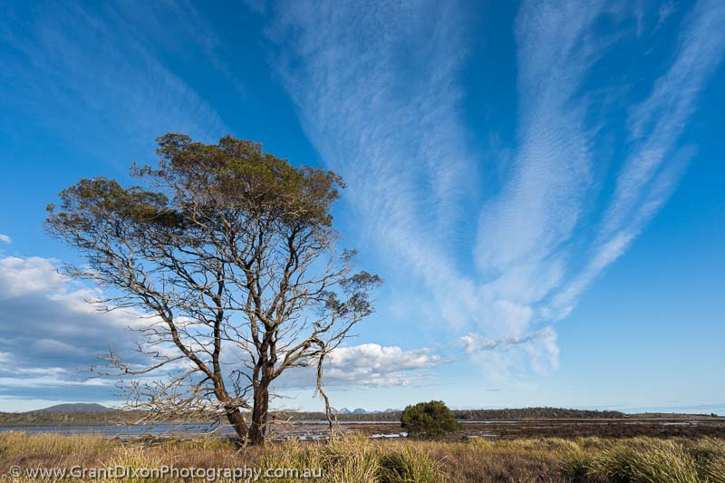 image of Long Point tree & cirrus