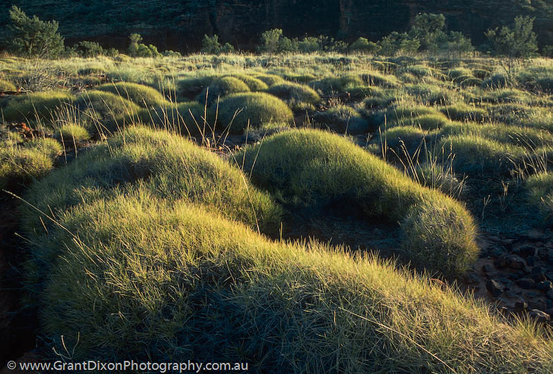 image of Spinifex 2