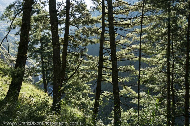 image of Chumling backlit conifers