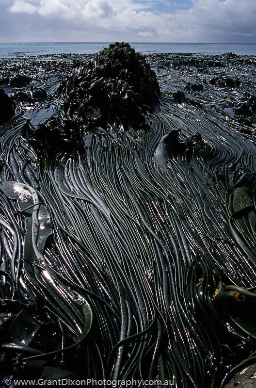 image of Macquarie Island kelp 1
