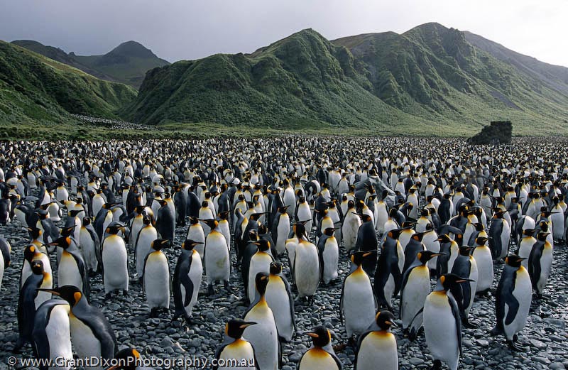 image of King penguins at Lusitania Bay 1