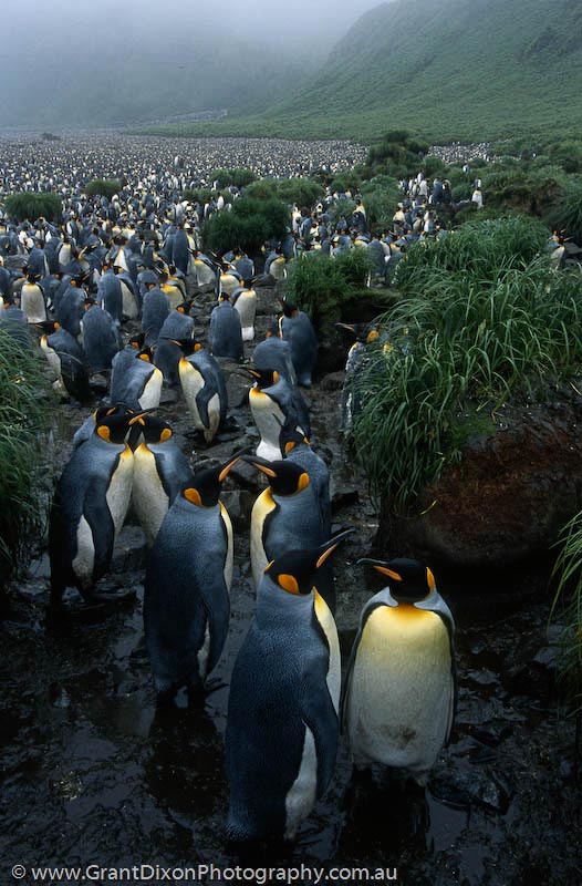 image of King penguins at Lusitania Bay 2