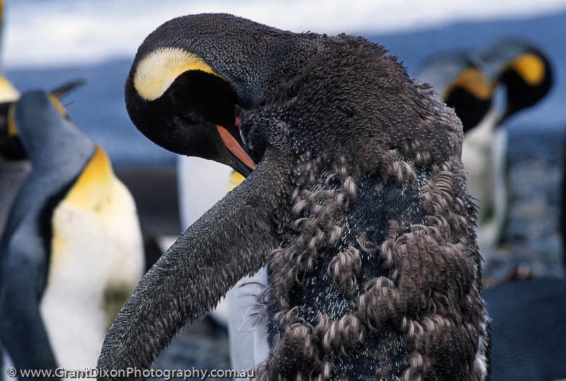 image of King penguin moulting 2, MI