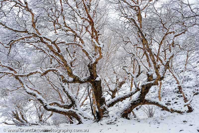image of Chyarga snowy Birch tree 2