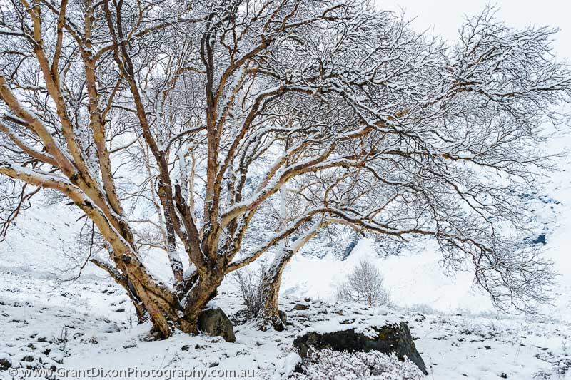 image of Chyarga snowy Birch tree 1