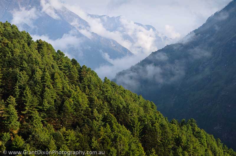 image of Namche forest 2