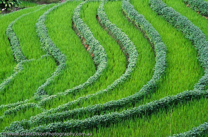 image of Annapurna rice field