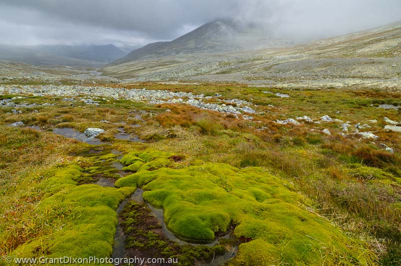 image of Bergedalen moss