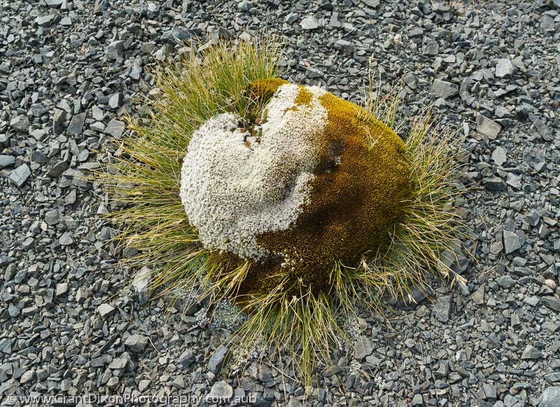 image of Spiky moss