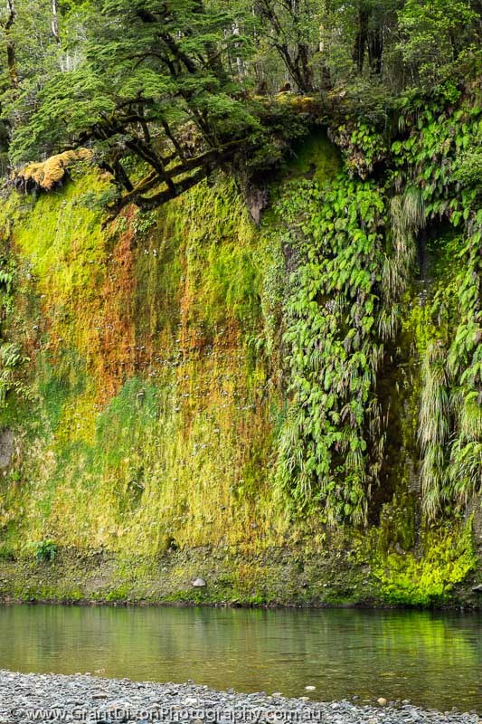 image of Kaipo riverside moss 2