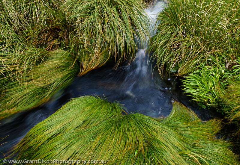 image of Pukatahi grass & water