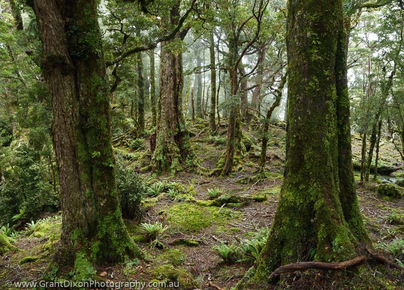 image of Fiordland rainforest