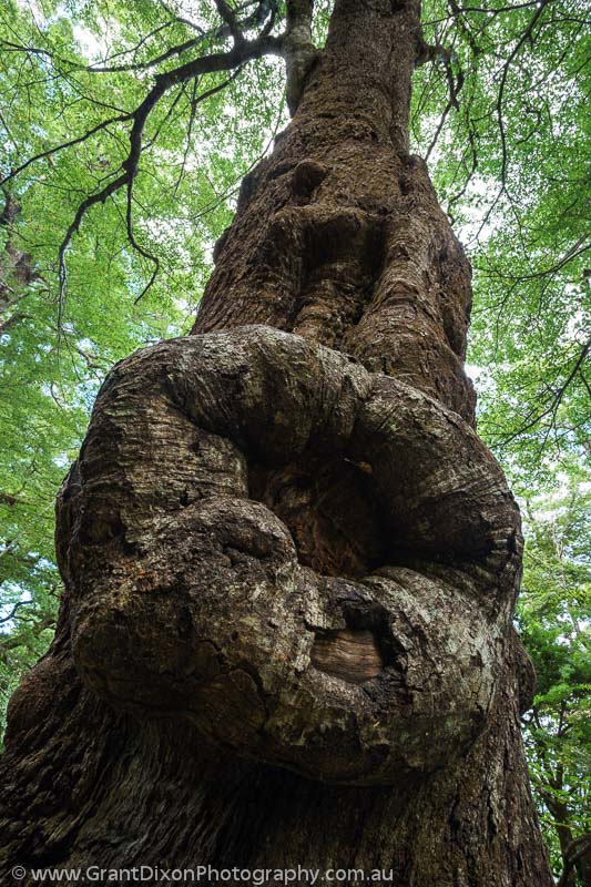 image of Beech tree knot