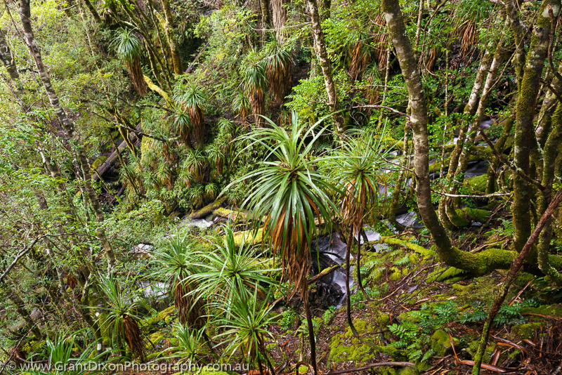 image of Pandani rainforest