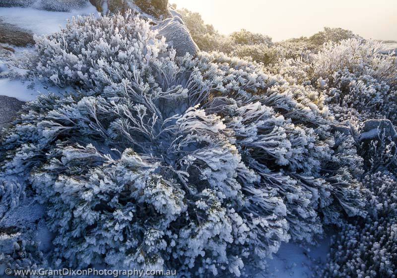 image of Turrana frosted shrubs