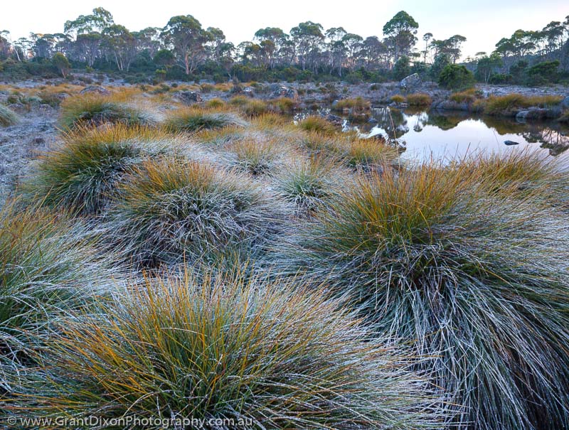image of Kaljee frosted buttongrass