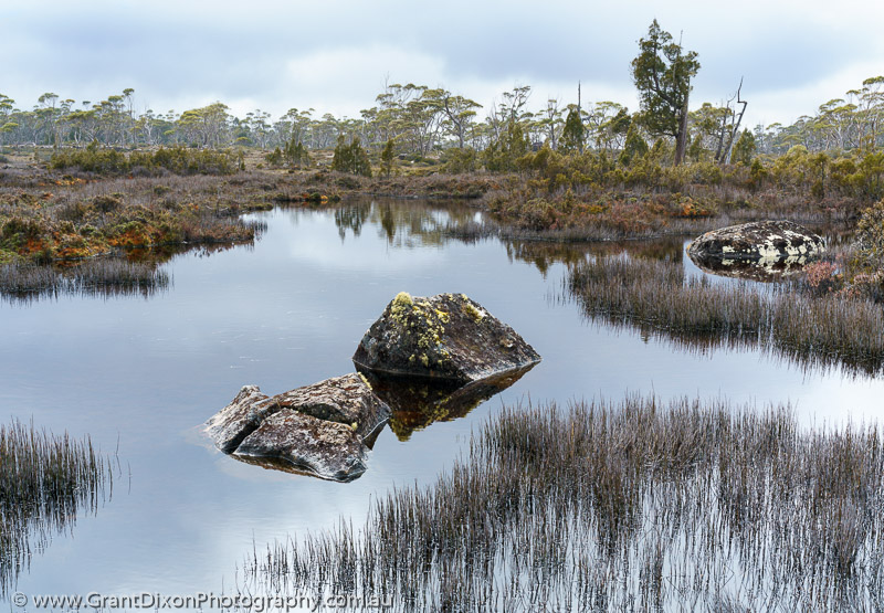 image of Sphagnum wetland boulders