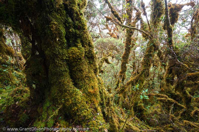 image of Scorpio cloud forest