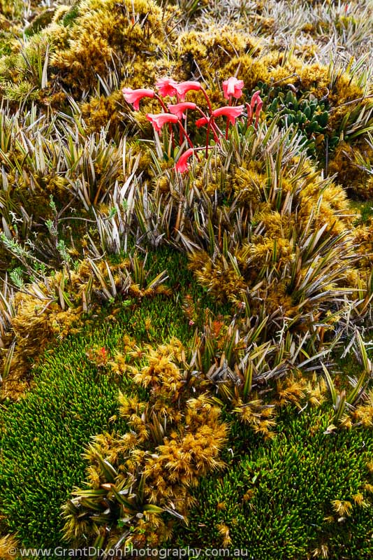 image of Star Mountains alpine flowers