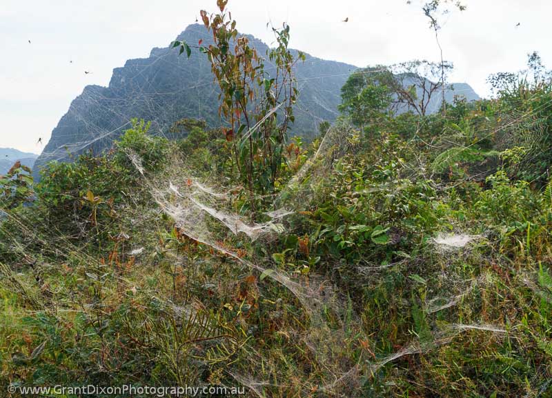 image of Banskin spiders' web