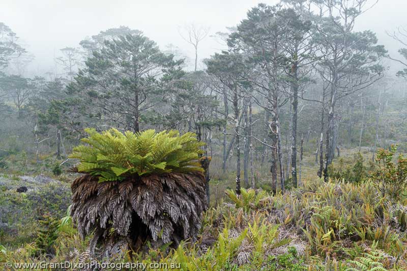 image of Dokfuma misty woodland 1