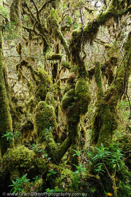 image of Capella cloud forest 1