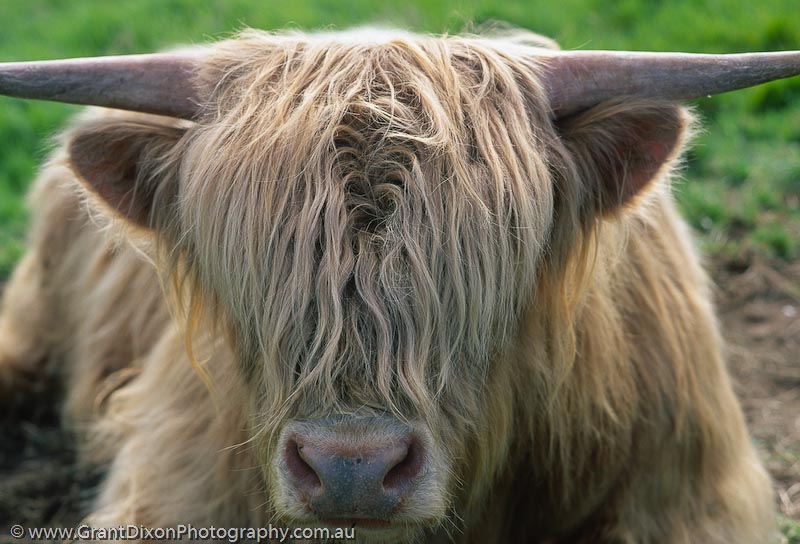 image of Highland cow