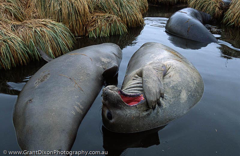 image of Elephant seal yawn