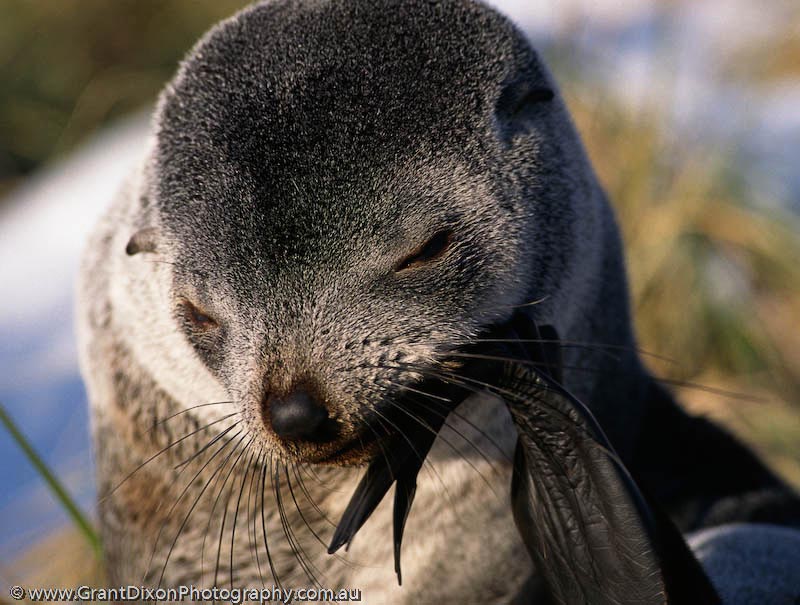 image of Fur seal flipper 2
