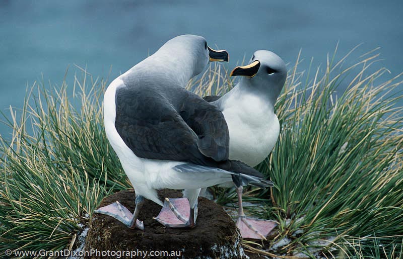 image of Grey-head albatross 2, SG