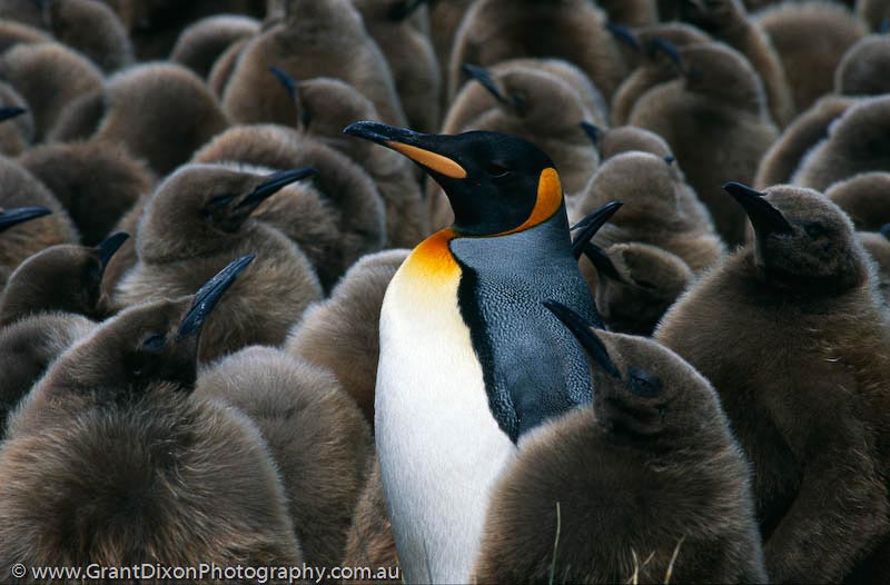 image of King penguin and chicks 1, SG