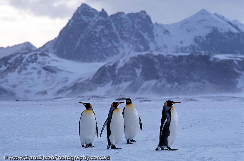image of King penguin & mountains, SG