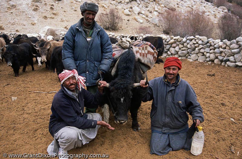 image of Yak and friends