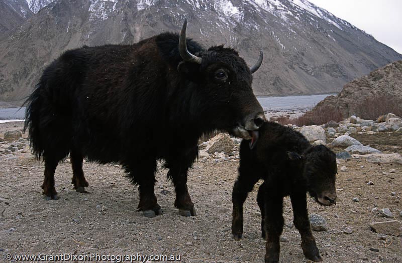 image of Braldu yak and calf