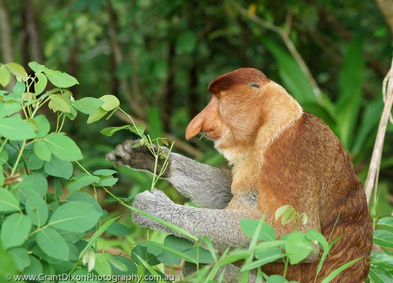 image of Proboscis Monkey 2