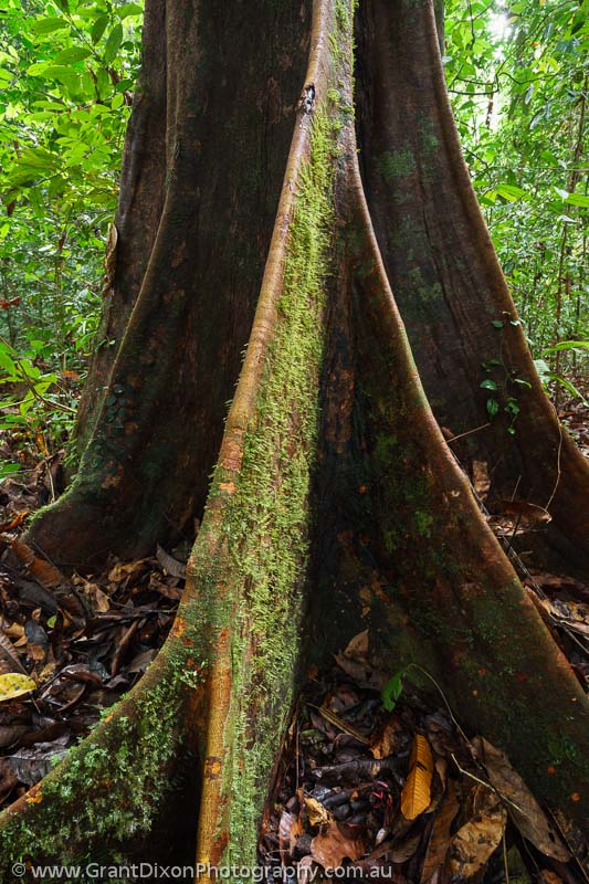 image of Tropical rainforest buttress roots 2