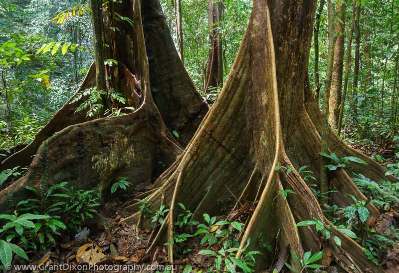 image of Mulu rainforest 7