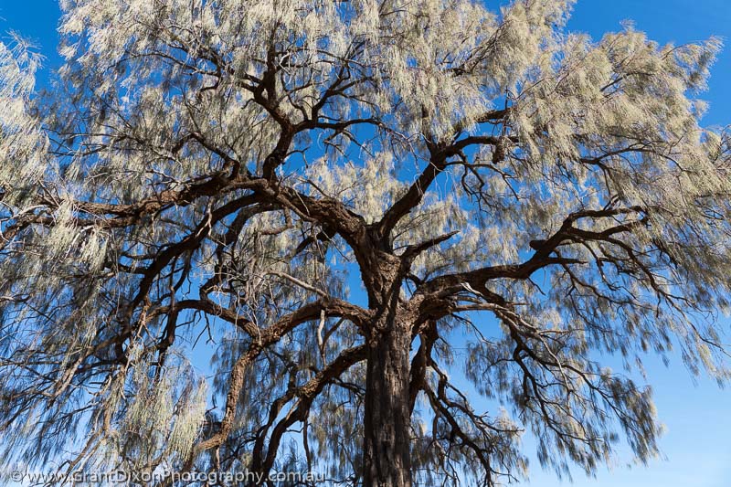 image of Walker desert oak 2