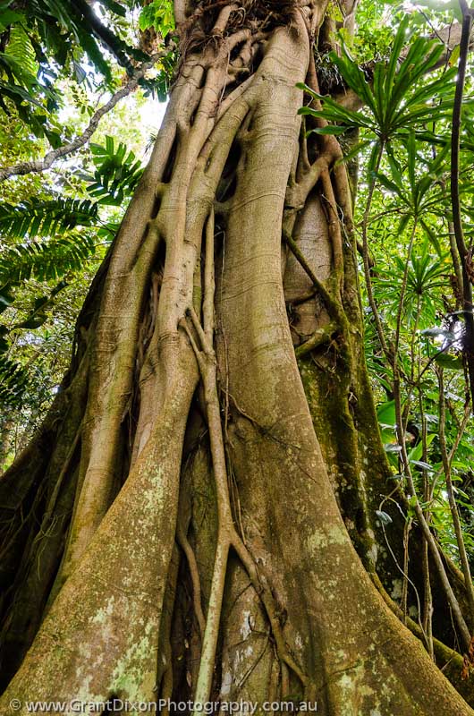 image of Malekula rainforest trunk 1