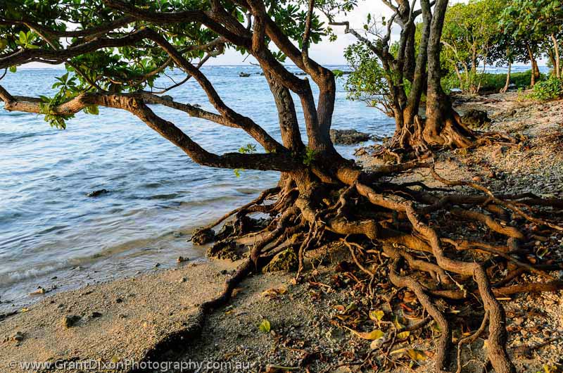 image of Akhamb mangrove roots 2