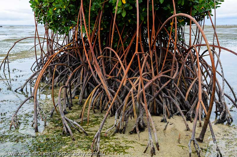 image of Maskelyne mangrove roots 2