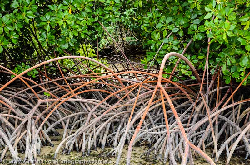 image of Maskelyne mangrove roots 3
