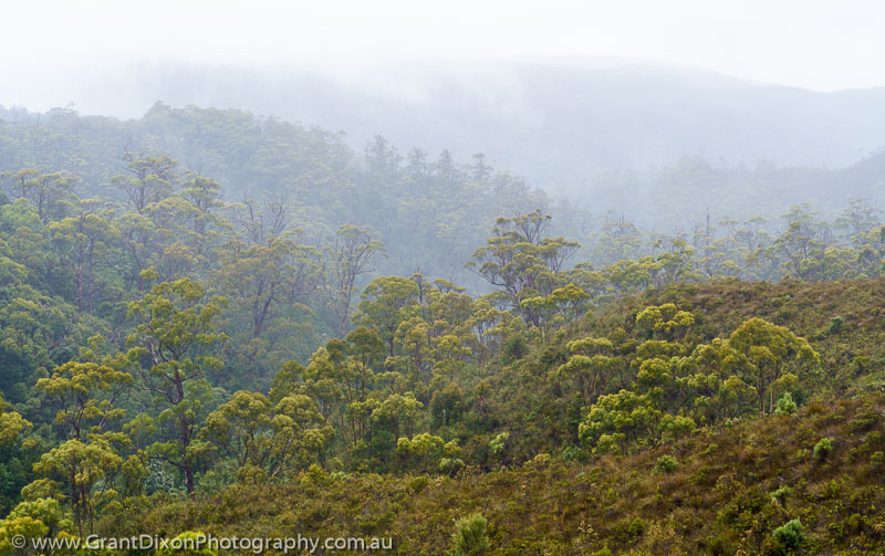 image of Wanderer catchment misty forest 2