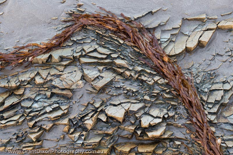 image of Seaweed & beach rock