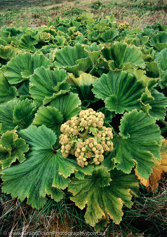 image of Macquarie Island cabbage 1