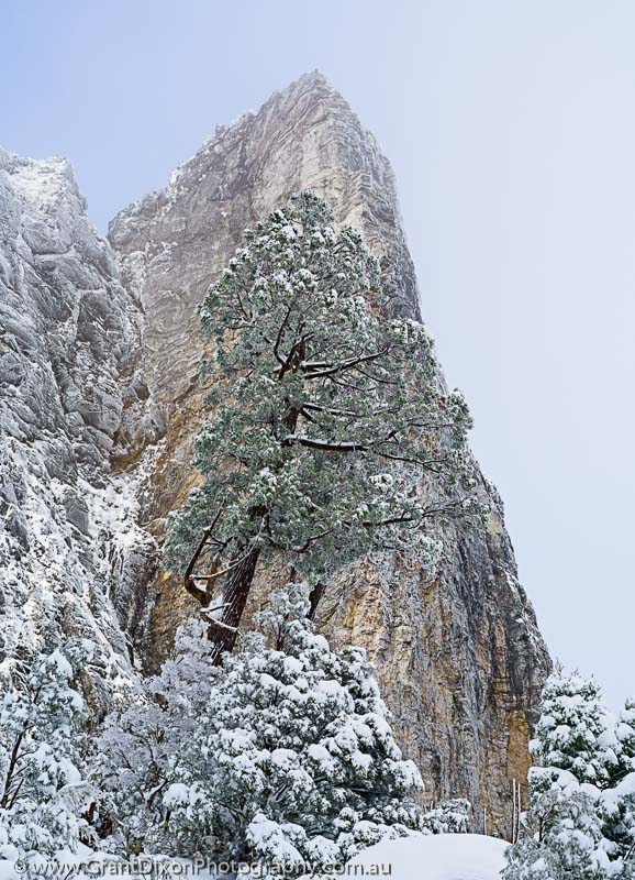 image of Sharlands snow-dusted pencil pine