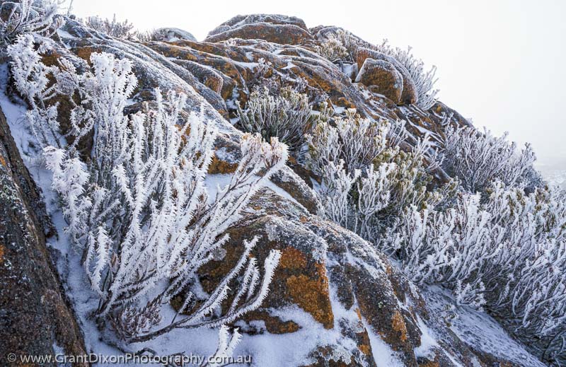image of Ophel frosted shrub 2